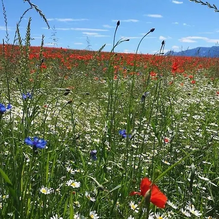 Hébergement de vacances One-bedroom Nussdorf am Attersee